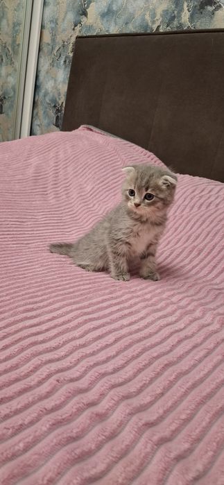 Шотландские вислоухие котята