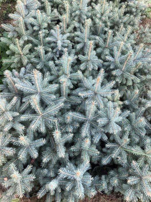 Archa | Арчалар | Ko’k archalar | Кук арчалар | Кучатлар | Bog’ uchun