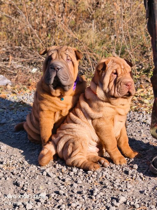 Очаровательные щенки шарпея.