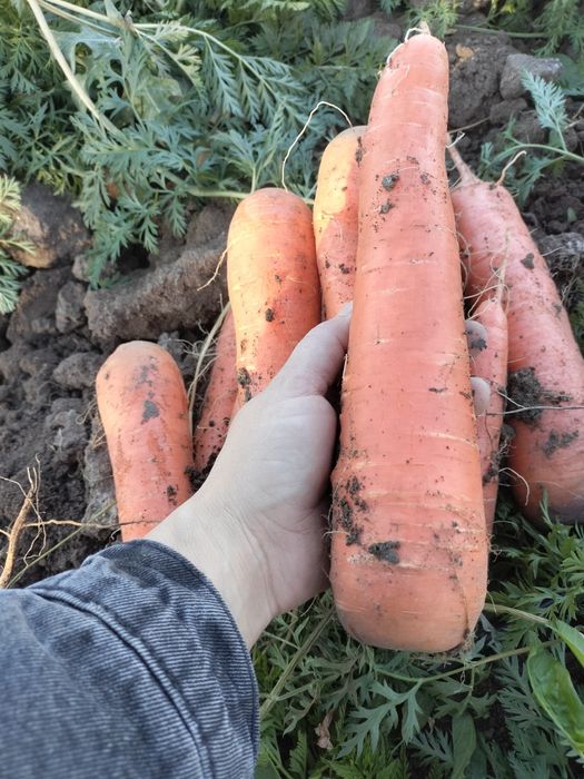 Капуста морковь домашняя!