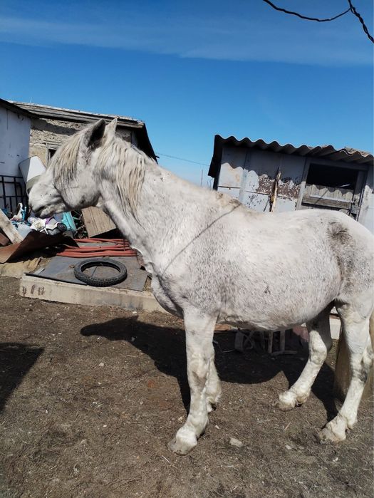 Айгыр, жеребец, лошадь, конь