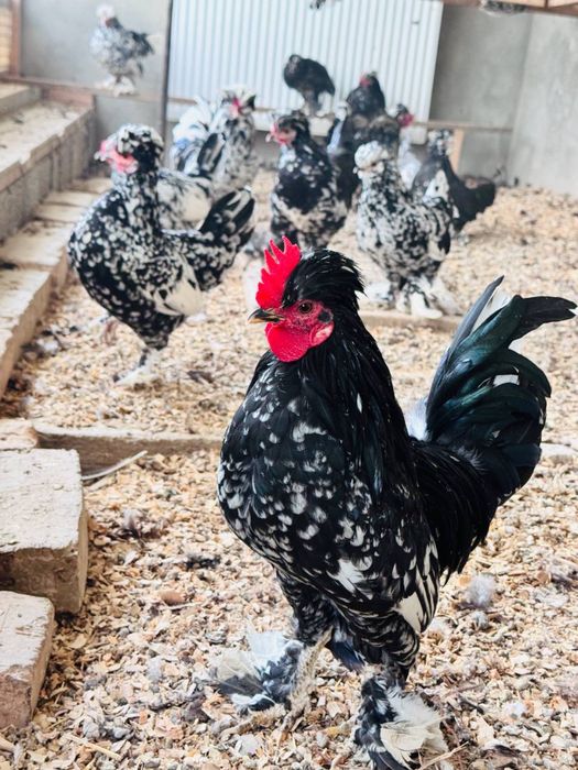 Yapon xo'rozla sotiladi