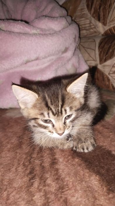 Отдам кота 2 месяца