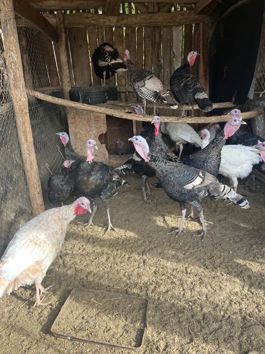 Vand curcani crescuti natural