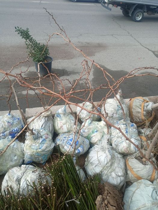 Nihol kesish,qurish,qirqish