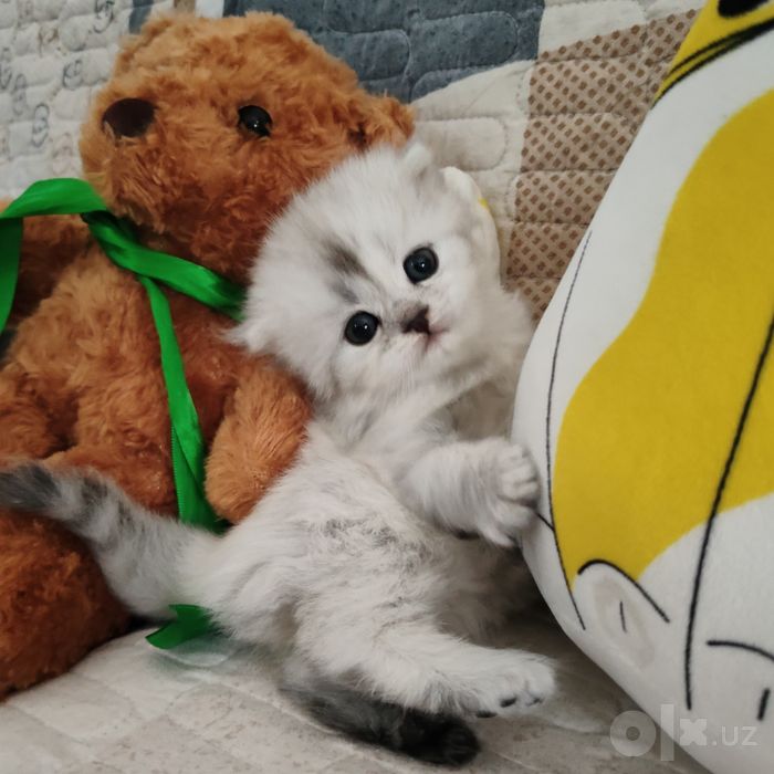 Котята вислоухий продаются кошки мущук