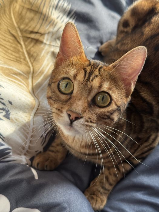 Бенгальская кошка