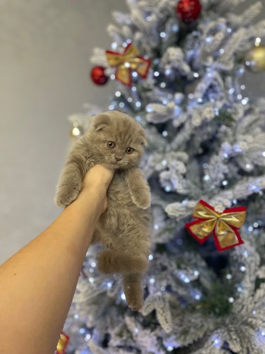 Продам шотландских котят