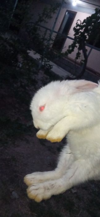 Quyon bolalari 2oylik
