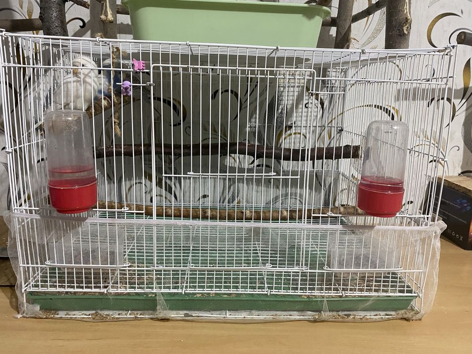 продам попугаев, клетки, стенды, все вместе 30к