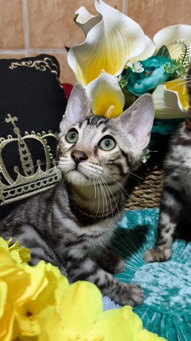 Серебряные! ОГРАНИЧЕНО! Silver bengals