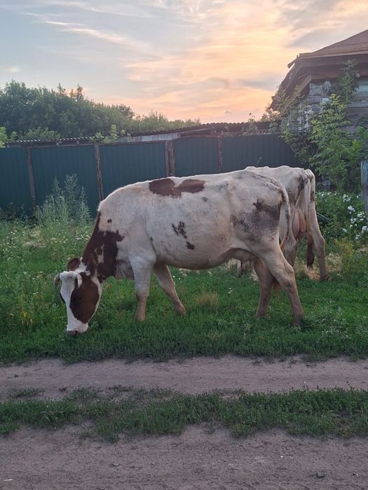 Продам корову