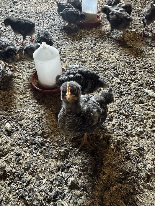 Пилета Australorp / Barred Rock микс