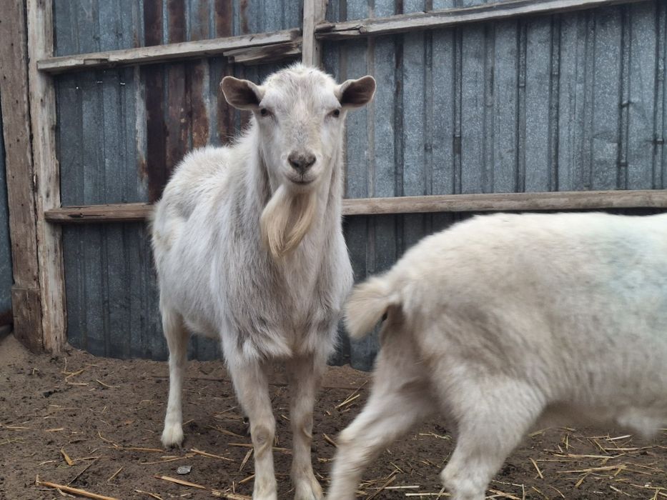 Занен теке сатылады