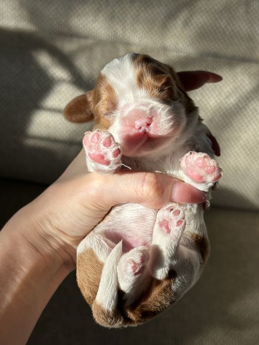 Кавалер Кинг Чарльз Спаниель Бронирование