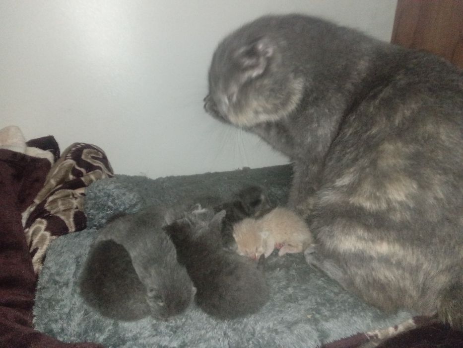 Mushukchalar sotuvda bron uchun