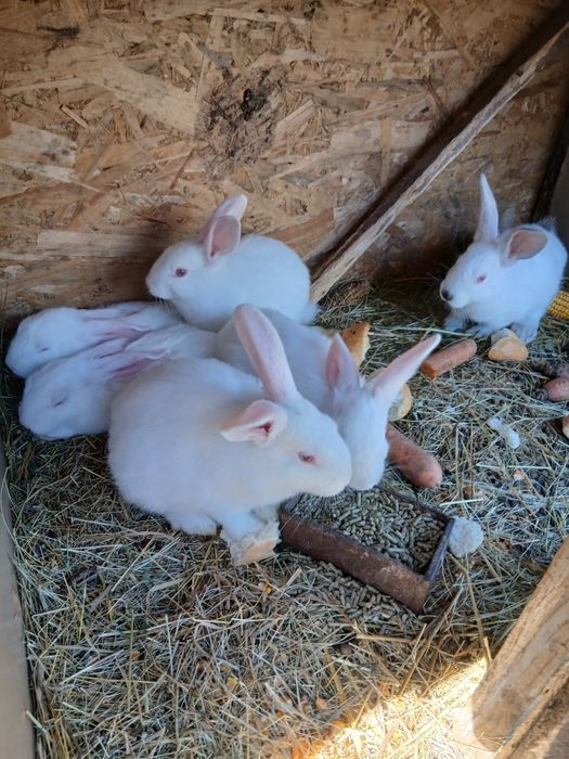 Vand iepurasi ,dambovita