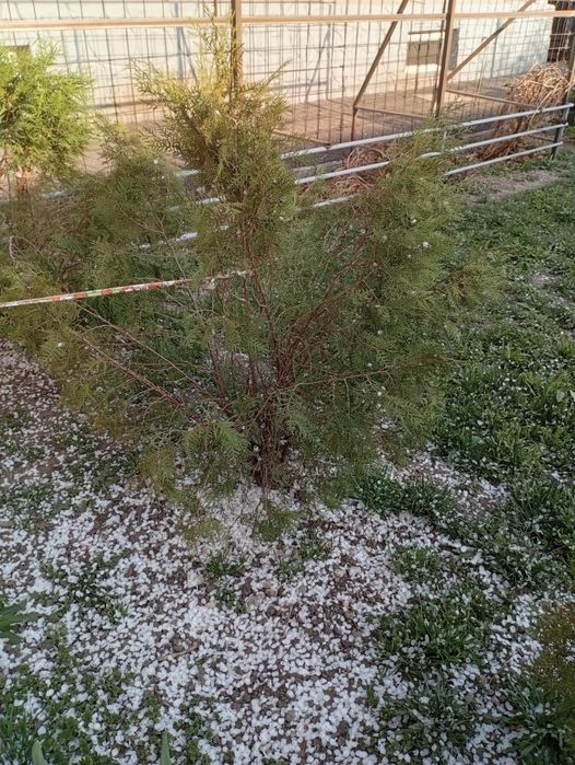 Продам ёлку туя срочно торг