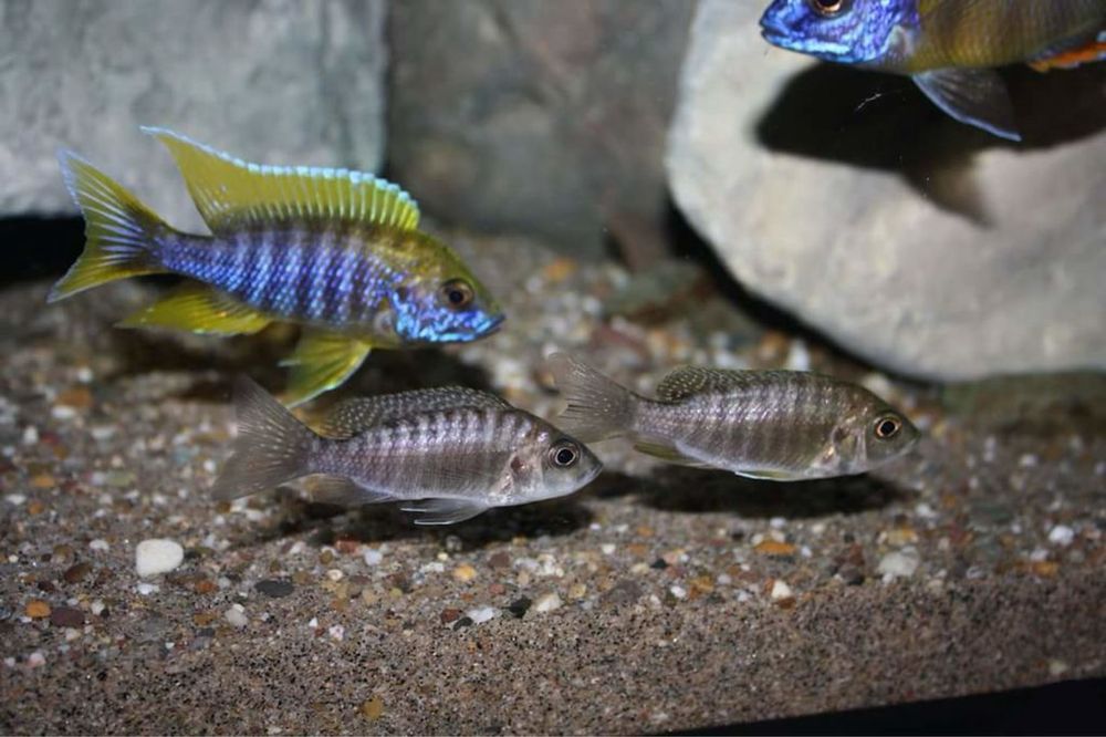 Аулонокары Зимбабве Рог Цена : 1500