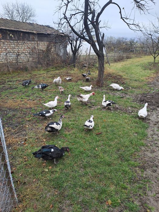 Rațe mute de vânzare