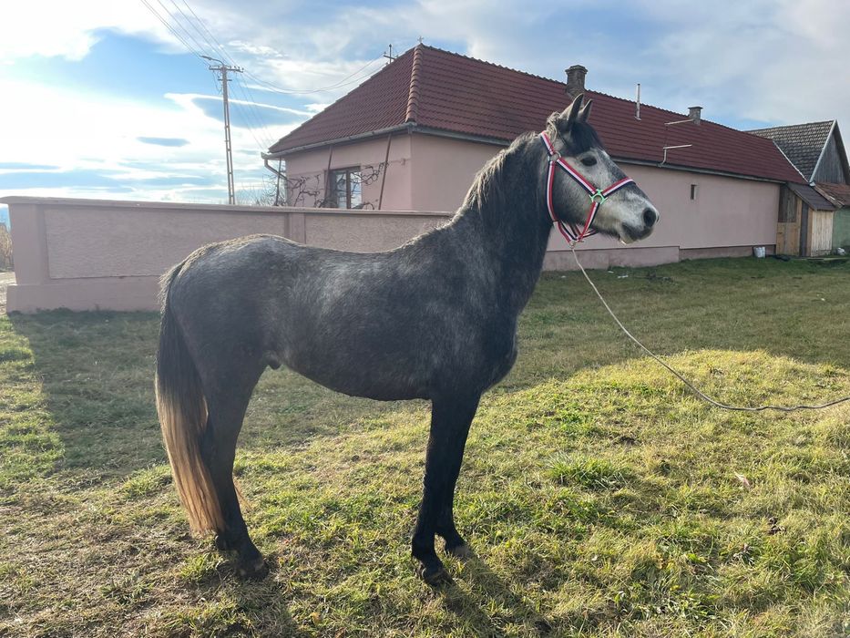 ponei sport cu pasaport ideal pentru echitatie