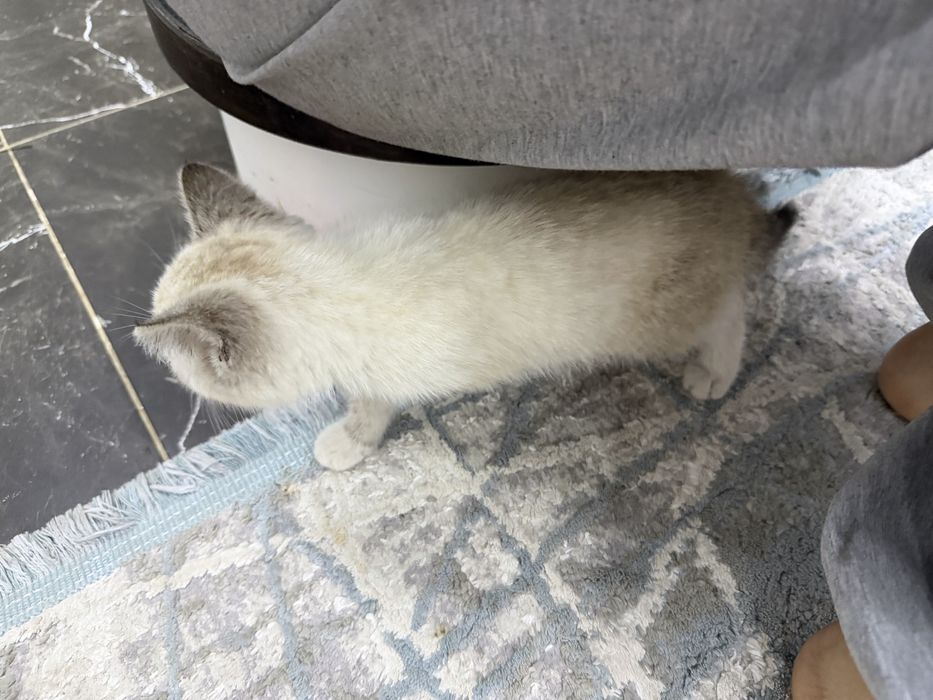 Котенок 1-2 месяца