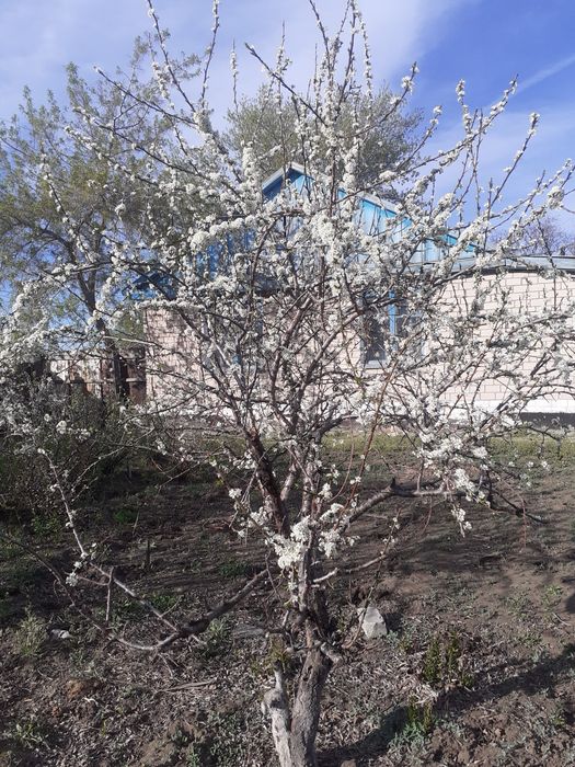 Продам дом  одельно стояши два дома