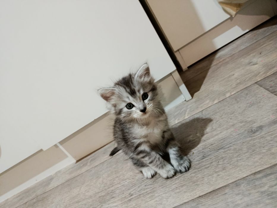 Продам котят, один мальчик и две девочки