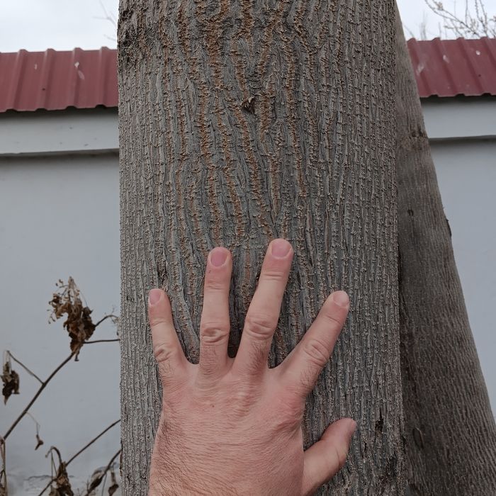 Tekinga 6 yillik povlovniya kesib olib ketish sharti bilan