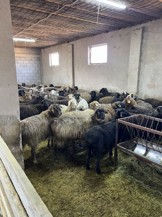 Продаю баран на откорме