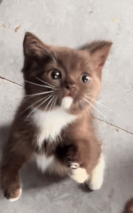 Котята породы разные