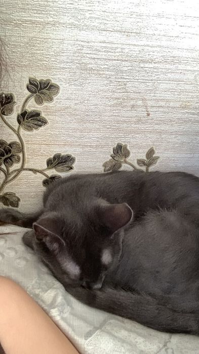 Бесплатно отдам кота