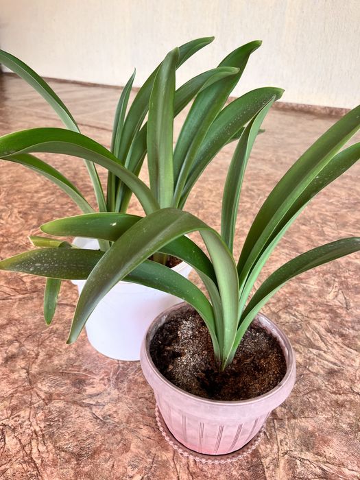 цветы комнатные