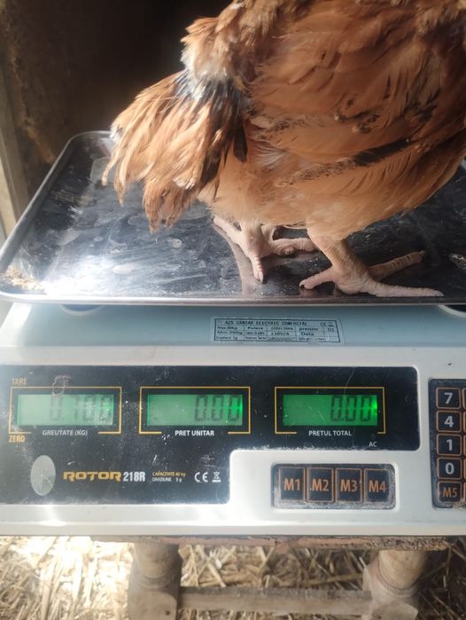 Pui alb de carne și rasa mixta