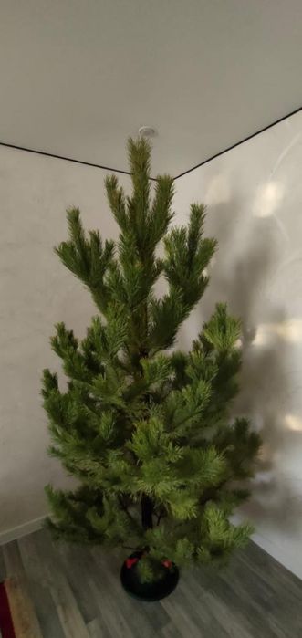 Живые ёлки сосна