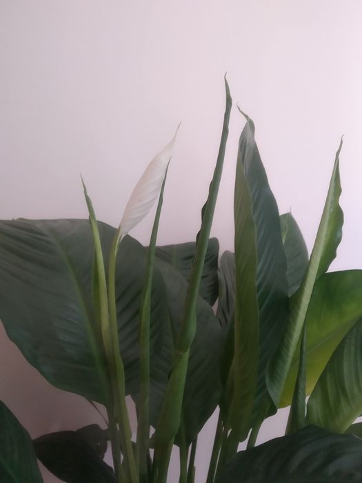 Цветы Женское счастье большой