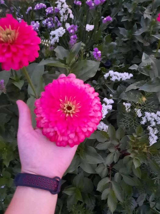 Продам семена цветов