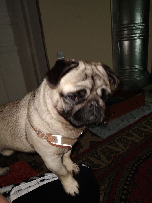 Вязка мопс умный нужна невеста звоните