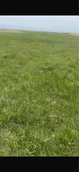 Рулонный дёрн луговой