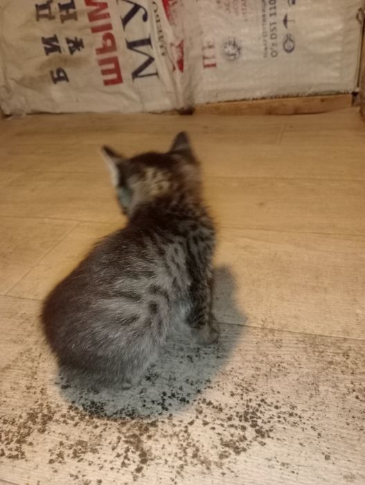 Mushukcha erkak kichik mustaqil ovqat yeydi bolalaringizga zur sovg'a