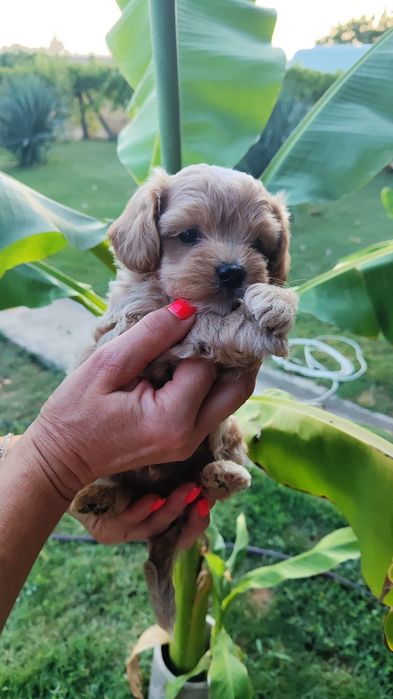 Малтипу Maltipoo