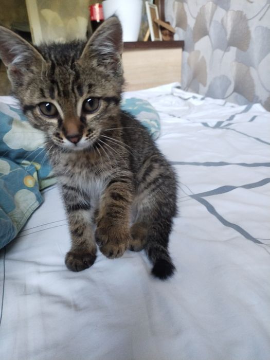 Отдам котёнка бесплатно в добрые руки !