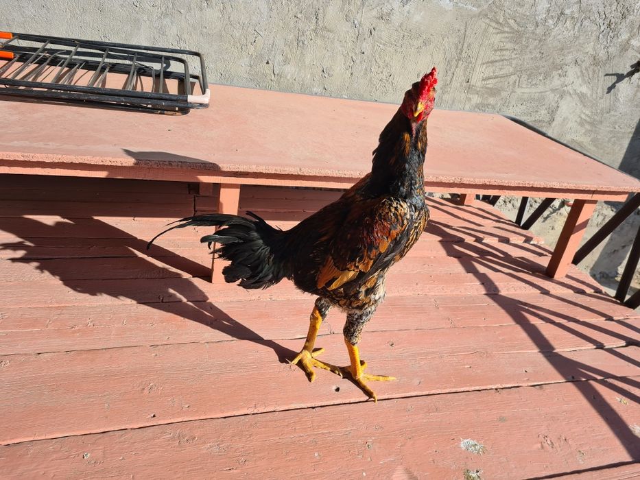 Продается бойцовый петух !