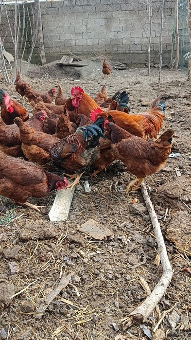 Корея Хан ҳеяп товуқ ва хўроз