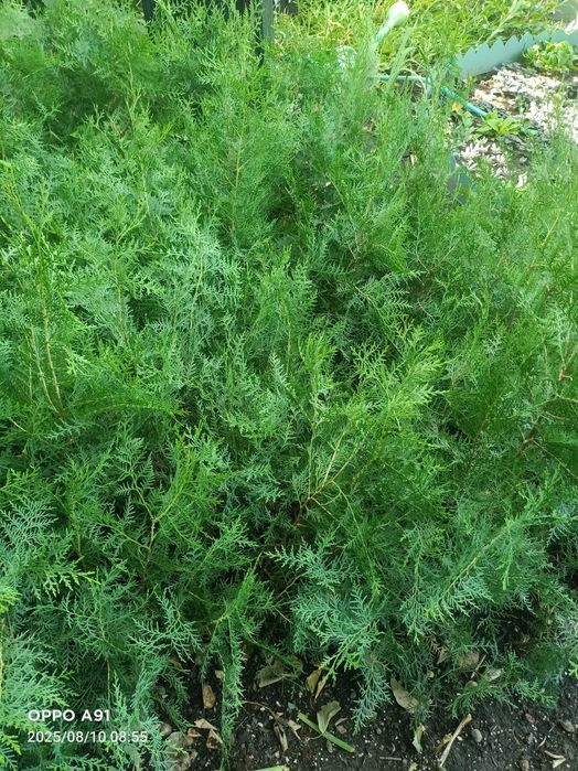 Туя Западная  Брабант