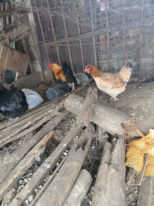 Cocoși pitici disponibili