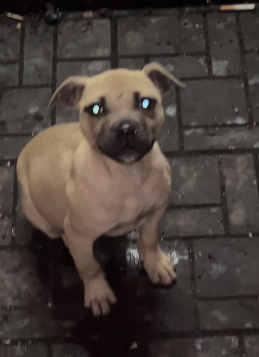 Питбультерьер.