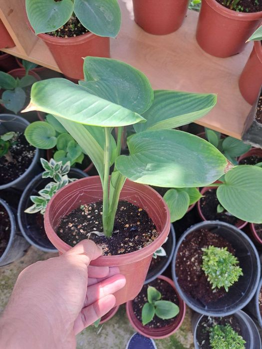Хоста (лат. Hosta) — «королево тени»