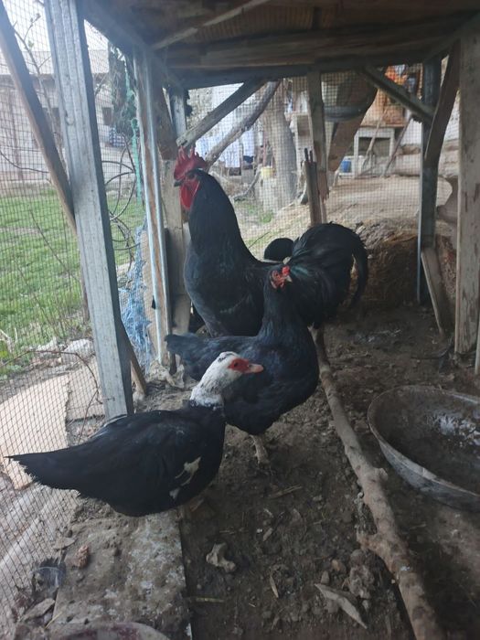 Товук ва хуроз сотилади