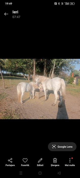 Vând  poneita și iapa